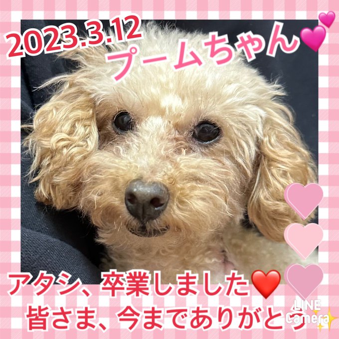 【運命の赤い糸見～つけた💓トイプードルのプームちゃん💕、プリーマちゃん💕】2023,3,12